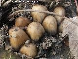 Coprino micceo - Coprinellus micaceus. 