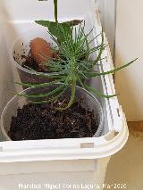 Los Villares Pino piñonero - Pinus pinea. Los Villares