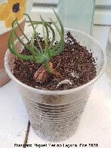 Pino pi�onero - Pinus pinea. Los Villares