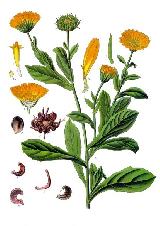 Calndula - Calendula officinalis. 