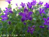 Campanilla dlmata - Campanula muralis. Los Villares