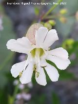 Colleja - Silene vulgaris. La Veleta - Los Villares