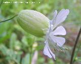 Colleja - Silene vulgaris. Cerro Veleta - Jan