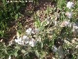 Colleja - Silene vulgaris. Cerro Montaes - Jan