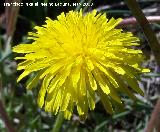 Diente de len - Taraxacum officinale. Diente de len