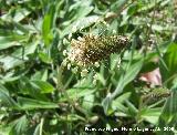 Llantn menor - Plantago lanceolata. Jan