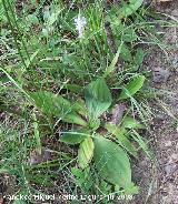 Llantn menor - Plantago lanceolata. Segura