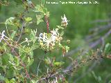 Madreselva etrusca - Lonicera etrusca. Segura