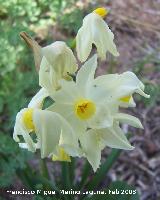 Narciso de manojo - Narcissus tazetta. Navas de San Juan