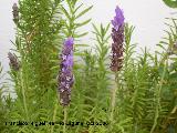 Alhucema rizada - Lavandula denata. Los Villares