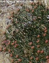 Guardalobo - Osyris alba. Calahorra