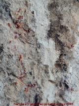 Pinturas rupestres del Abrigo del Puerto. Puntos inditos
