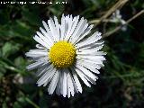 Margarita - Bellis perennis. La Guardia