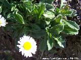 Margarita - Bellis perennis. Cerro Miguelico - Torredelcampo