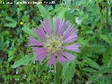 Centaurea pullata - Centaurea pullata. Jan