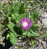 Centaurea pullata - Centaurea pullata. Jan