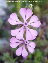 Colleja colorada - Silene colorata. La Veleta - Los Villares