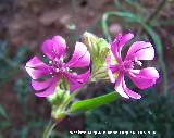 Colleja colorada - Silene colorata. Esparciendo su polen. Navas de San Juan