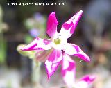 Colleja colorada - Silene colorata. Pitillos. Valdepeas