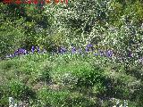 Lirio alemn - Iris germanica. En estado silvestre en el Cerro Las Yeseras - Navas de San Juan