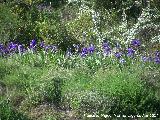 Lirio alemn - Iris germanica. En estado silvestre en el Cerro Las Yeseras - Navas de San Juan