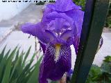 Lirio alemn - Iris germanica. Navas de San Juan