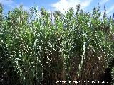 Caa - Arundo donax. Navas de San Juan