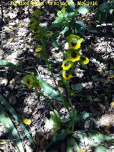 Orqudea amarilla - Ophrys lutea. La Estrella - Navas de San Juan