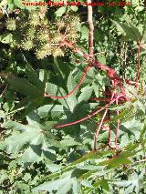 Ricino - Ricinus communis. Laguna Torreguadiaro - San Roque