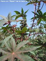 Ricino - Ricinus communis. Laguna Torreguadiaro - San Roque