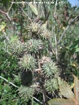 Ricino - Ricinus communis. Laguna Torreguadiaro - San Roque