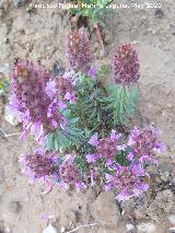 Coris - Coris monspeliensis. La Venta - Los Villares