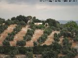 Cortijo de Buenavista. 