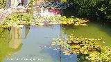 Nen�far Blanco - Nymphaea alba. Castillo Palacio de los Ribera - Bornos