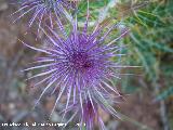 Cardo prieto - Ptilostemon hispanicus. Segura