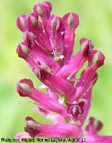 Fumaria - Fumaria officinalis. Linares