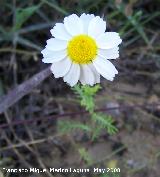 Manzanilla bastarda - Anthemis arvensis. Navas de San Juan