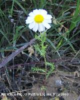 Manzanilla bastarda - Anthemis arvensis. Navas de San Juan