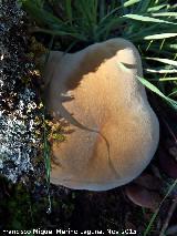 Yesquero erizado - Inonotus hispidus. El Vaquerizo - Castellar