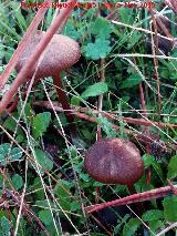 Hongo de San Juan - Psilocybe semilanceata. El Vaquerizo - Castellar