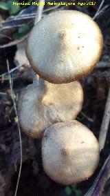 Hongo de San Juan - Psilocybe semilanceata. El Vaquerizo - Castellar