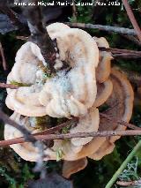 Trametes ochracea - Trametes ochracea. El Vaquerizo - Castellar