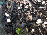 Clitocibe de olor a gallinero - Clitocybe phaeophthalma. Molino del Rincn - Mengbar