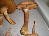 Armillaria de pie bulboso - Armillaria gallica. 