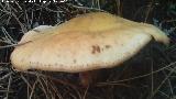 Armillaria de pie bulboso - Armillaria gallica. El Vaquerizo - Castellar