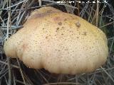 Armillaria de pie bulboso - Armillaria gallica. El Vaquerizo - Castellar