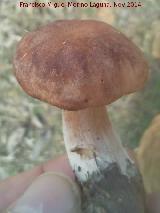 Boleto castao - Gyroporus castaneus. La Carnicera - Castellar