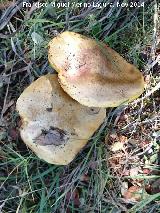 Seta de los Caballeros - Tricholoma equestre. La Camua - Alcal la Real