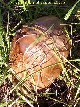 Seta de los Cementerios - Volvariella gloicocephala. Ojos del Guadiana - Daimiel