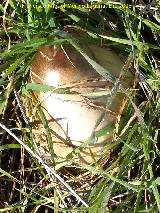 Seta de los Cementerios - Volvariella gloicocephala. Ojos del Guadiana - Daimiel